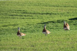 Great bustards