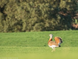 Great bustards
