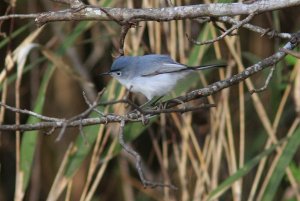 First of the year Blue gray Gnatcatcher