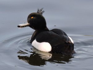 Happy Tufted Duck