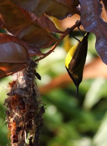 Sunbird Bat