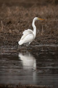 Great Egret