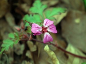 The Humble Herb Robert