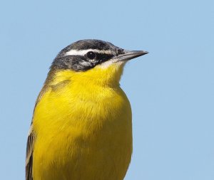 Portrait of a Yellow Wagtail