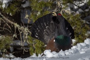 Capercaillie photography in Bulgaria