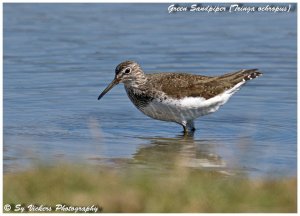 Green Sandpiper (Tringa ochropus)