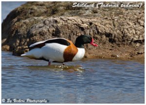 Shelduck (Tadorna tadorna)