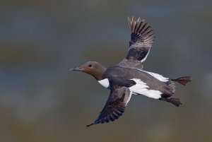 Guillemot