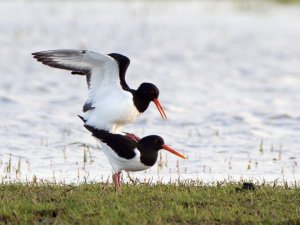Oystercatchers in action