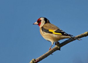 Goldfinch