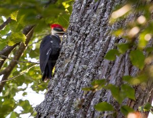 Doing what woodpeckers do...