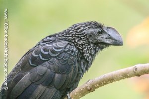 Smooth-billed Ani (Crotophaga ani)