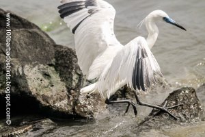 Little Blue Heron with blue bill