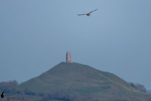Red Kite near Glastonbury