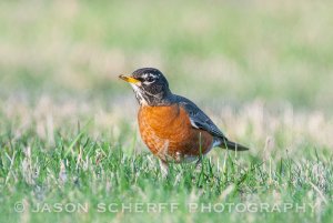 American robin (m)