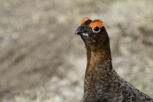 red grouse portrait
