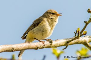 Chiffchaff