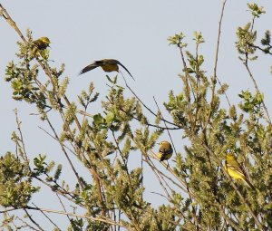 Yellow Wagtails