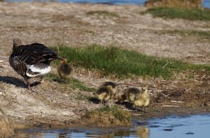 Greylag & Goslings