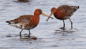 Black Tailed Godwits