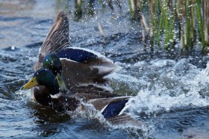 Drake Mallards