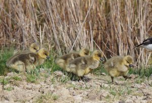 Greylag Goslings