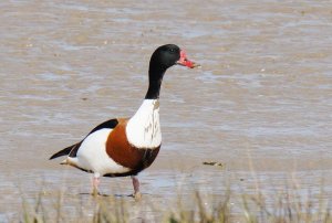 Muddy Shelduck