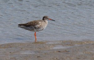 Redshank