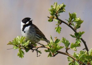 Reed Bunting