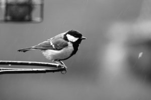 Great Tit