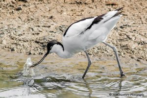 Avocet