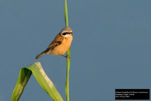 Chinese Penduline-Tit