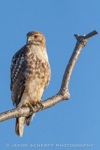 Red-tailed Hawk