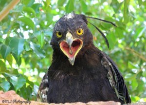 Long-crested Eagle