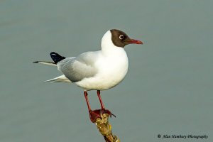 Black Headed Gull