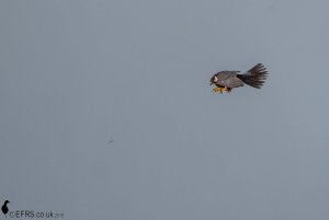 Hobby at Westhay Somerset