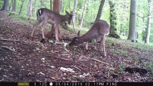 Fallow Deer