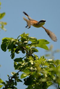 Red-backed shrike