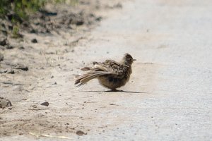 Eurasian skylark