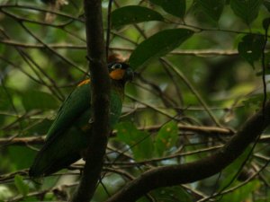 Orange-cheeked Parrot