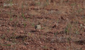 Pin-tailed Sandgrouse