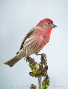 House finch (m)