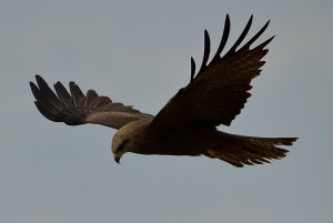 black kite flying