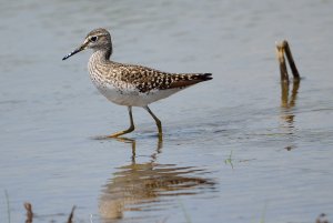 wood sandpiper