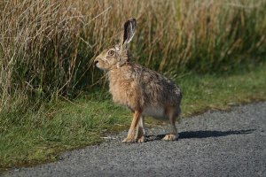 Hare