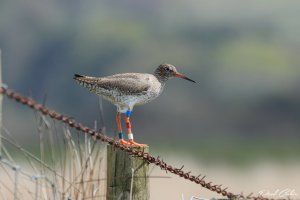 Redshank