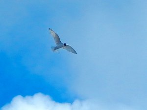 Least Tern