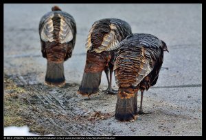 3Turkeys