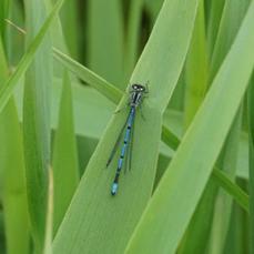 Azure_Damselfly