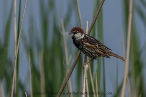 Spanish sparrow in Bulgaria